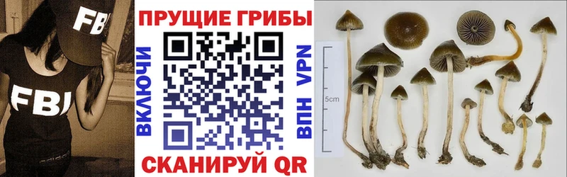 Псилоцибиновые грибы Psilocybe  Тихвин 